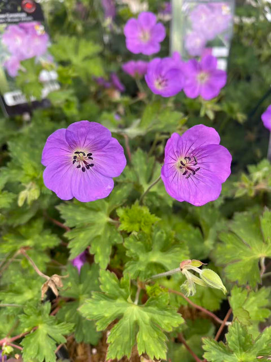 Geranium 'Rozanne'