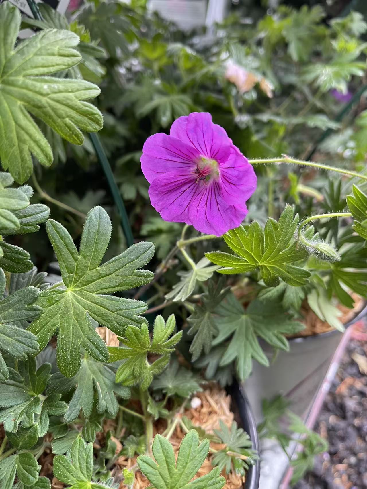 Geranium 'Max Frei'