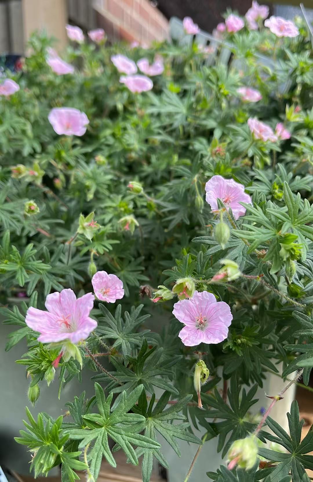 Geranium 'Striatum'