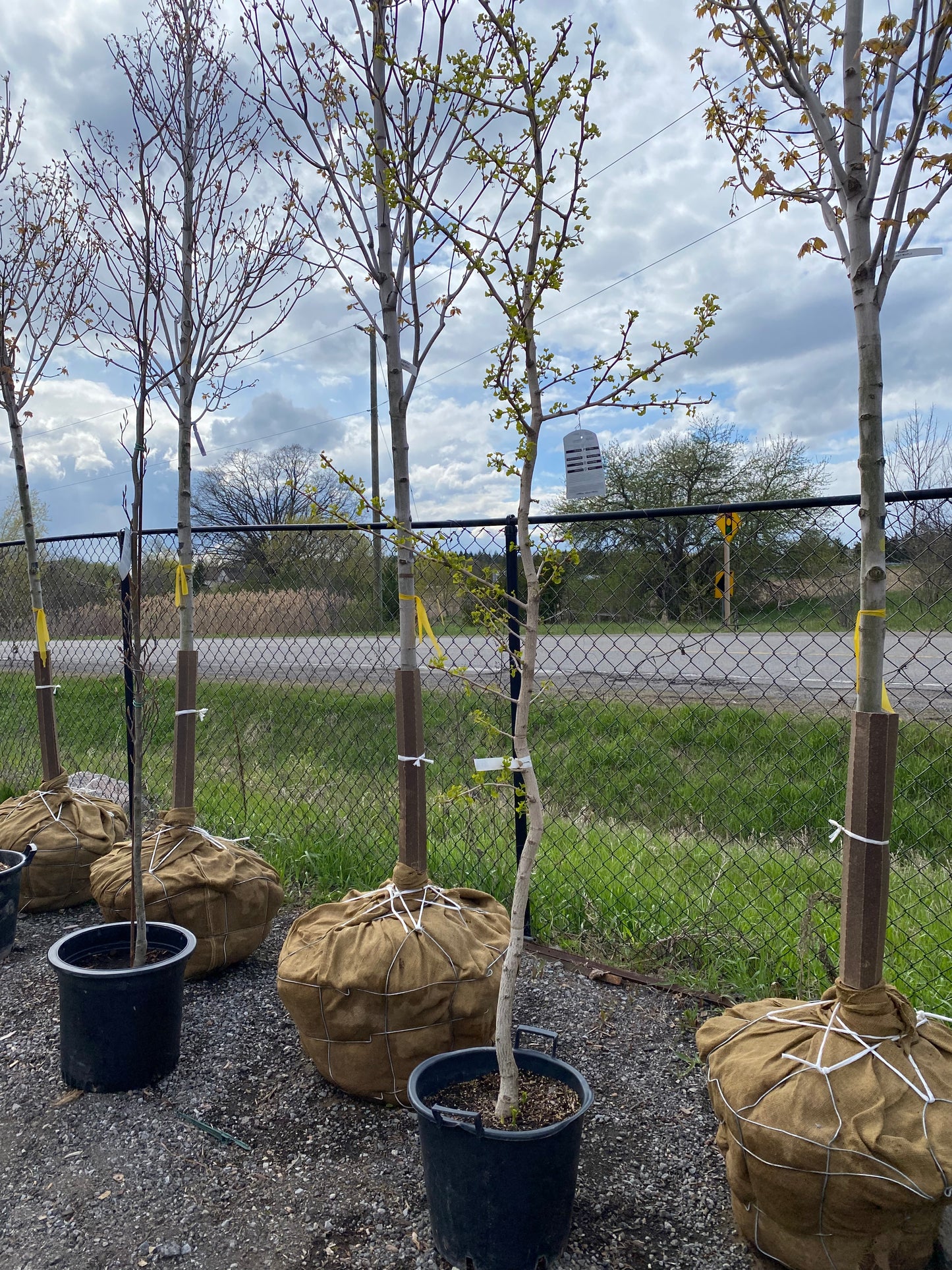 Ginkgo biloba 'Magyar'