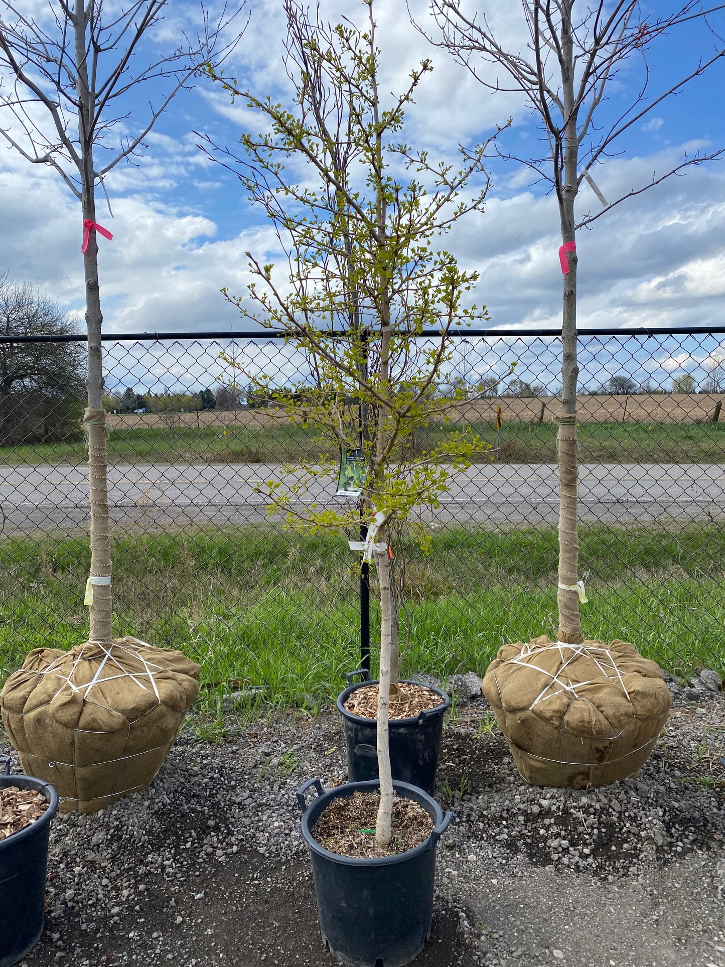 Ginkgo biloba 'Saratoga'
