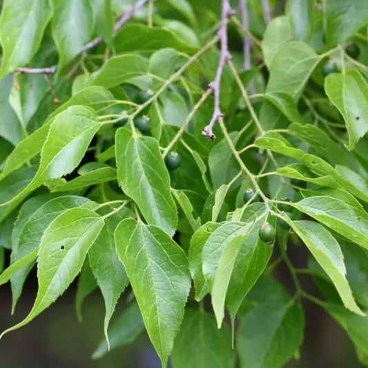 Hackberry