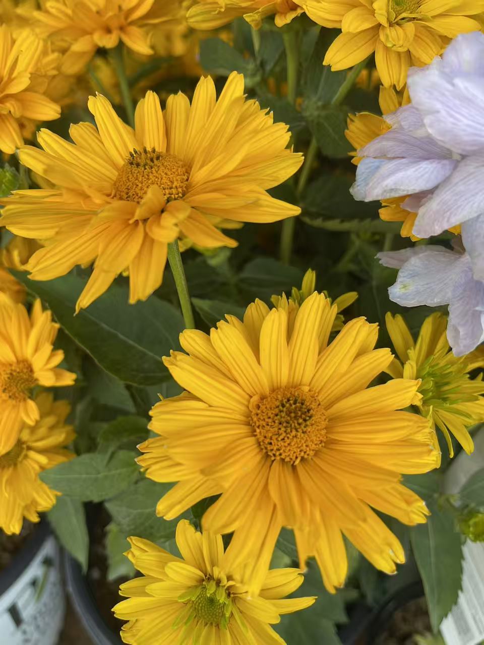 Heliopsis Athena Gold False Sunflower