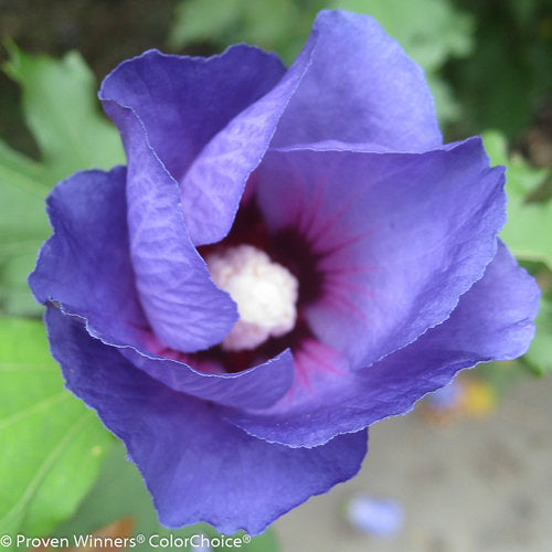 Rose Of Sharon Azurri Blue Satin