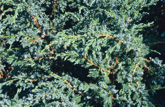 Holger Juniper