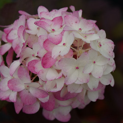 Hydrangea Paniculata Fire Light Tidbit®