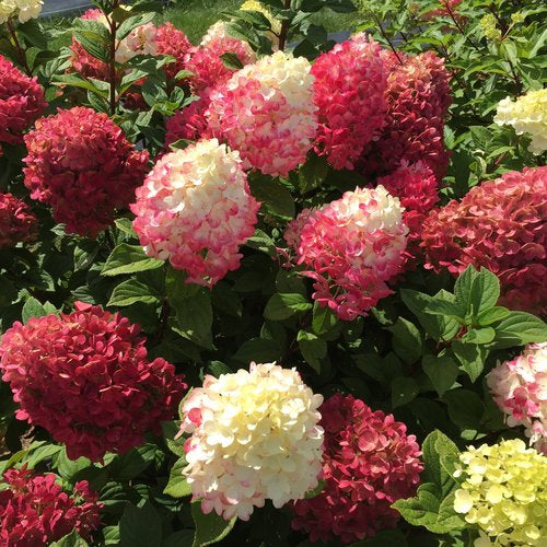 Hydrangea Paniculata Little Lime Punch