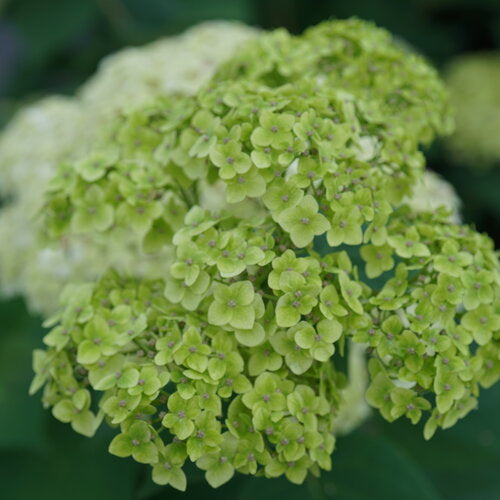 Hydrangea Arborescens Invincibelle Sublime™ PW
