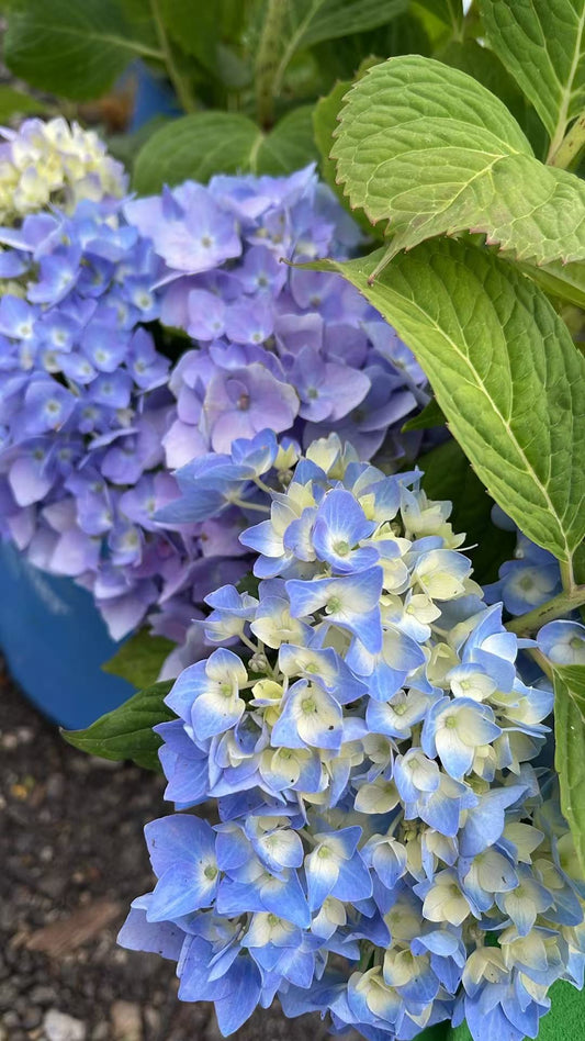 Hydrangea macrophylla Endless Summer® Original