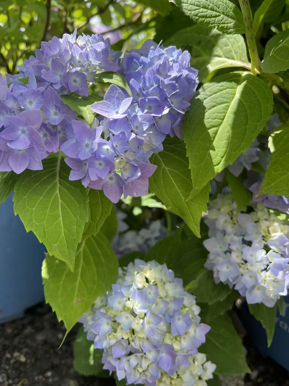 Hydrangea macrophylla Endless Summer® Original
