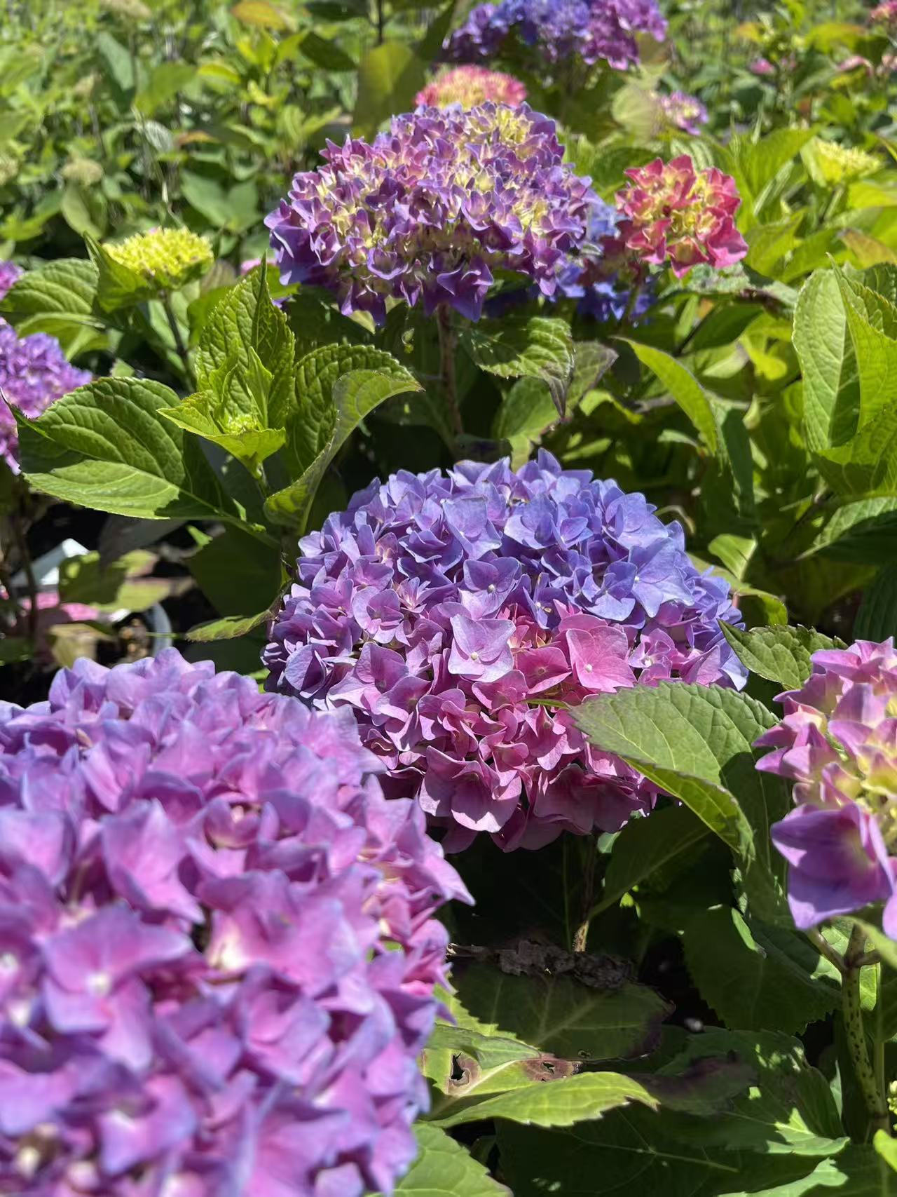 Hydrangea macrophylla Let's Dance Rhythmic Blue®