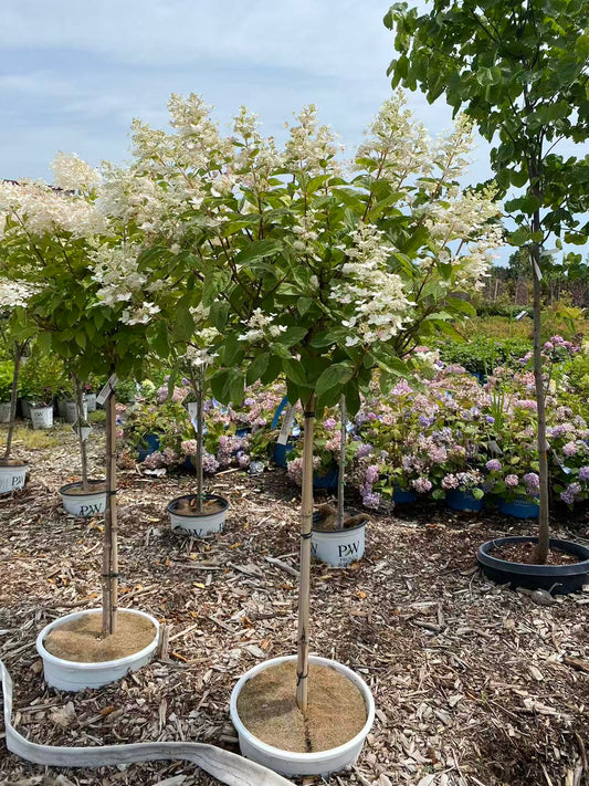 Hydrangea paniculata 'PINK DIAMOND' Std