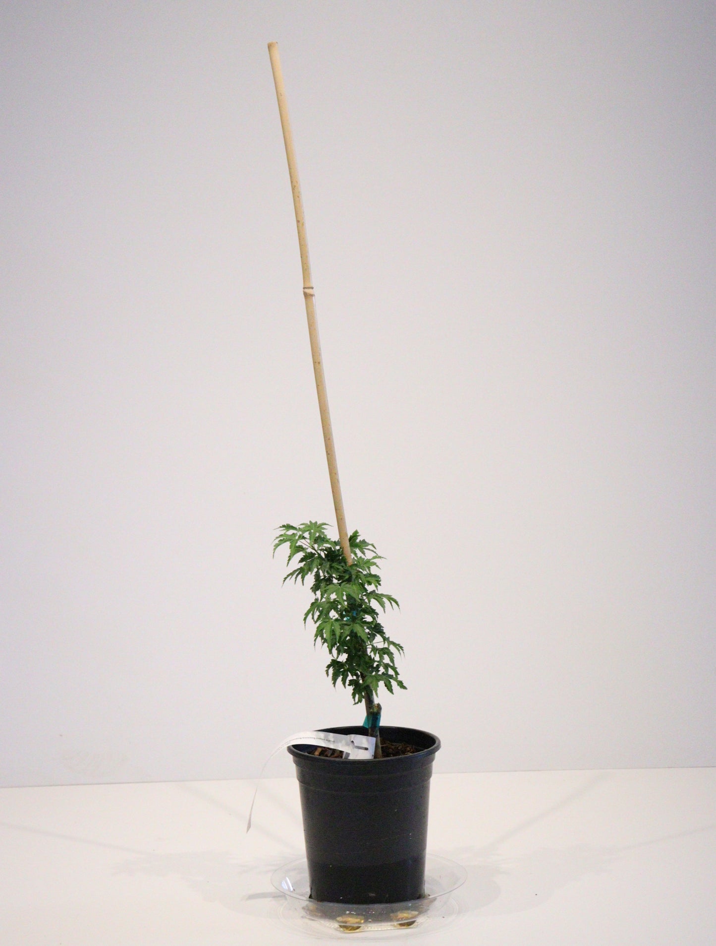Acer Palmatum Shishigashira