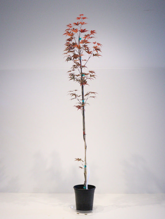 Acer palmatum Yezo nishiki