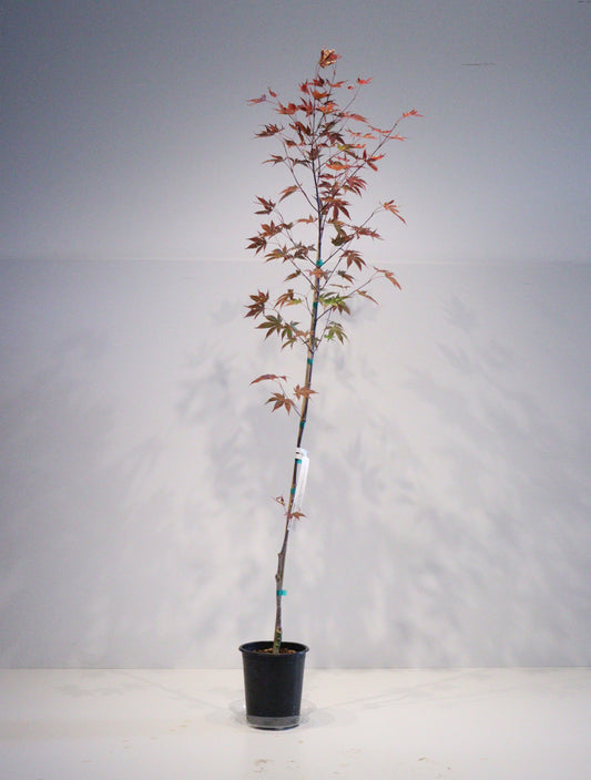 Acer palmatum Twilight