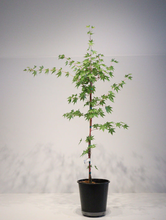 Acer palmatum Gold Digger
