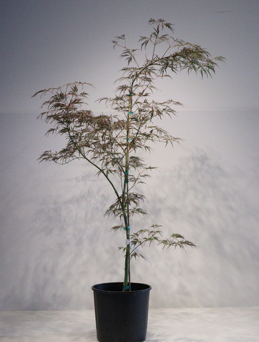 Acer palmatum dissectum Lion Heart
