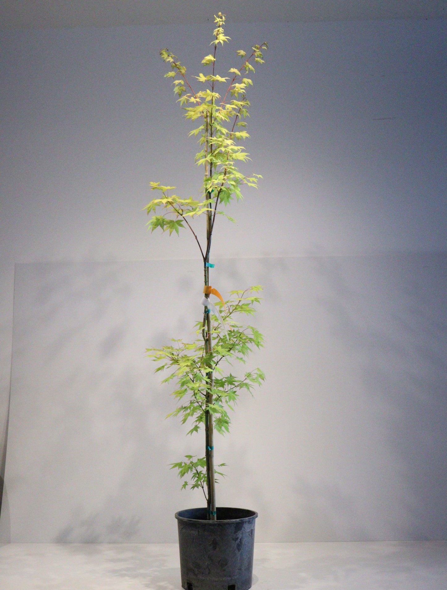 Acer palmatum Summer Gold