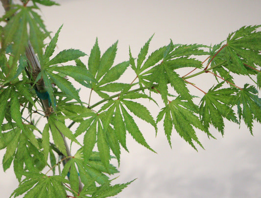 Acer palmatum Miwa