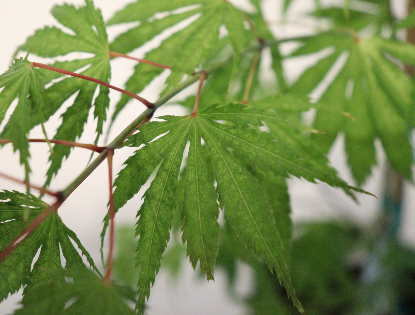 Acer palmatum Miwa