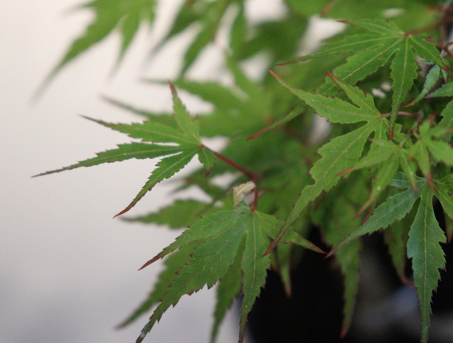 Acer palmatum Kuro hime