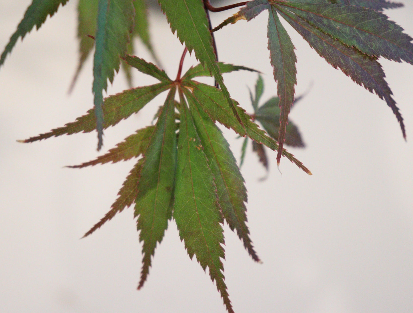 Acer palmatum Wakehurst Pink
