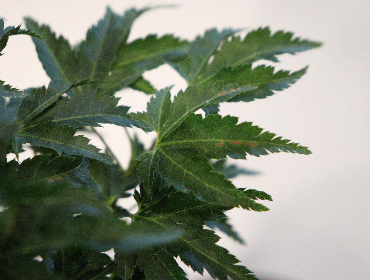 Acer palmatum Mejishi