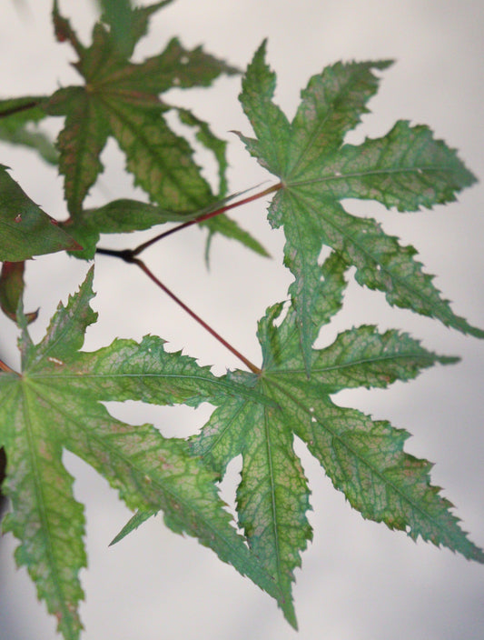 Acer palmatum Nebula