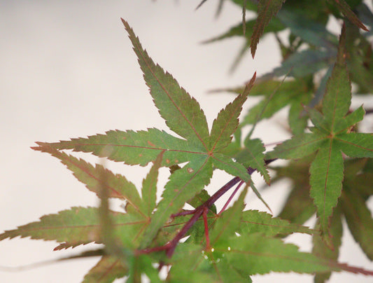 Acer palmatum Taro yama