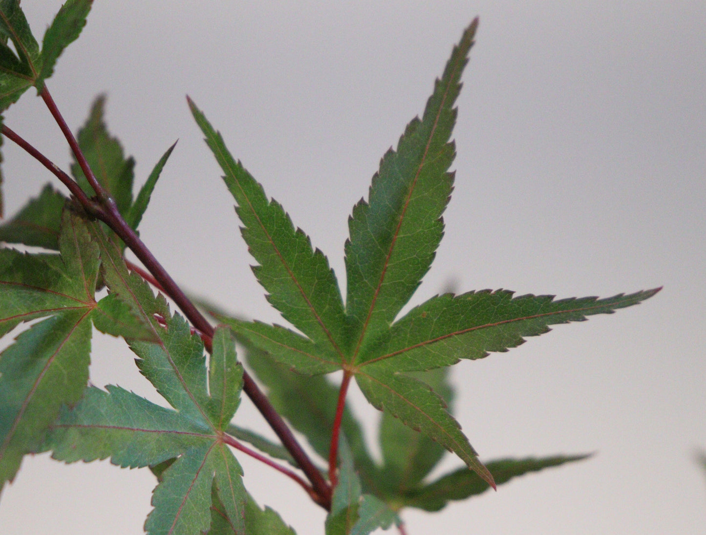 Acer palmatum Taro yama