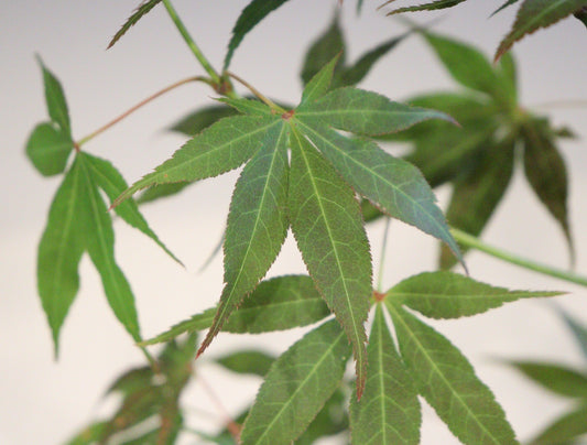 Acer palmatum Oshio beni