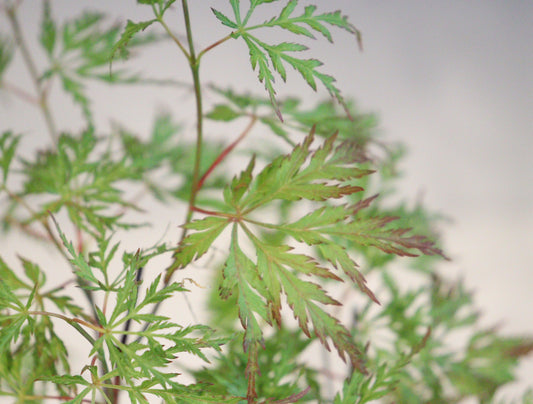 Acer Palmatum Seiryu