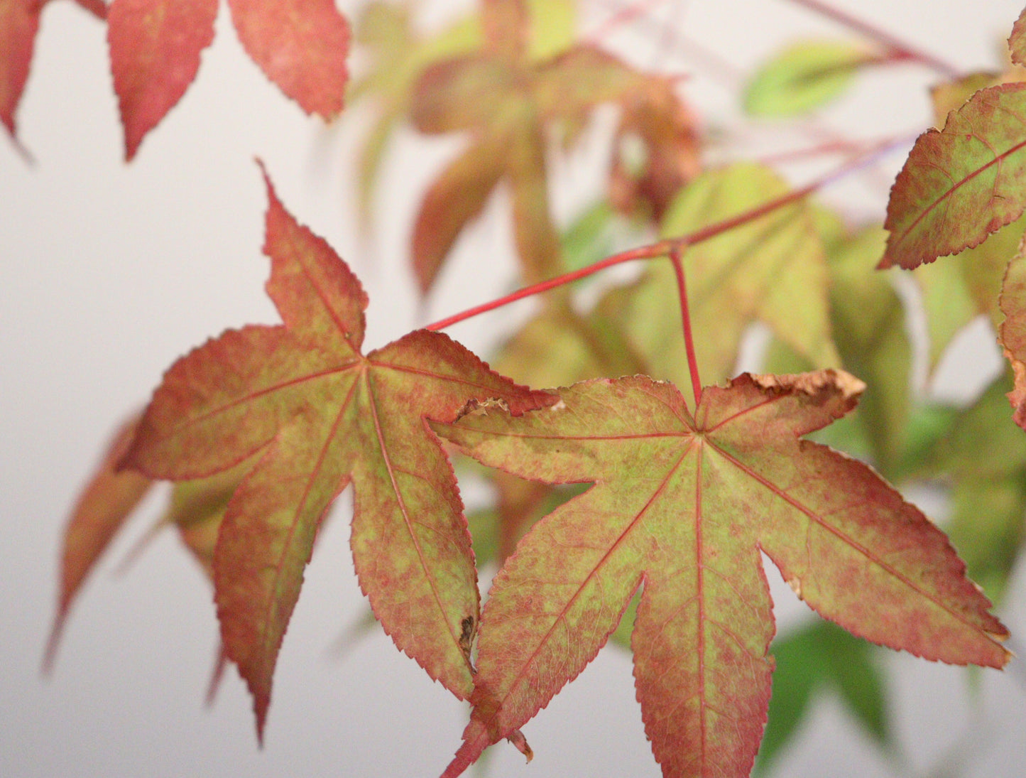 Acer palmatum Mon zukushi