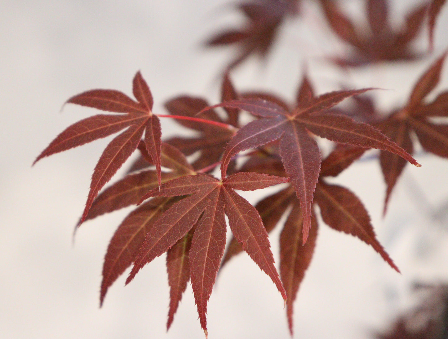Acer palmatum Boskoop Glory