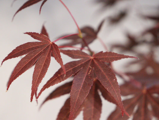 Acer palmatum Boskoop Glory