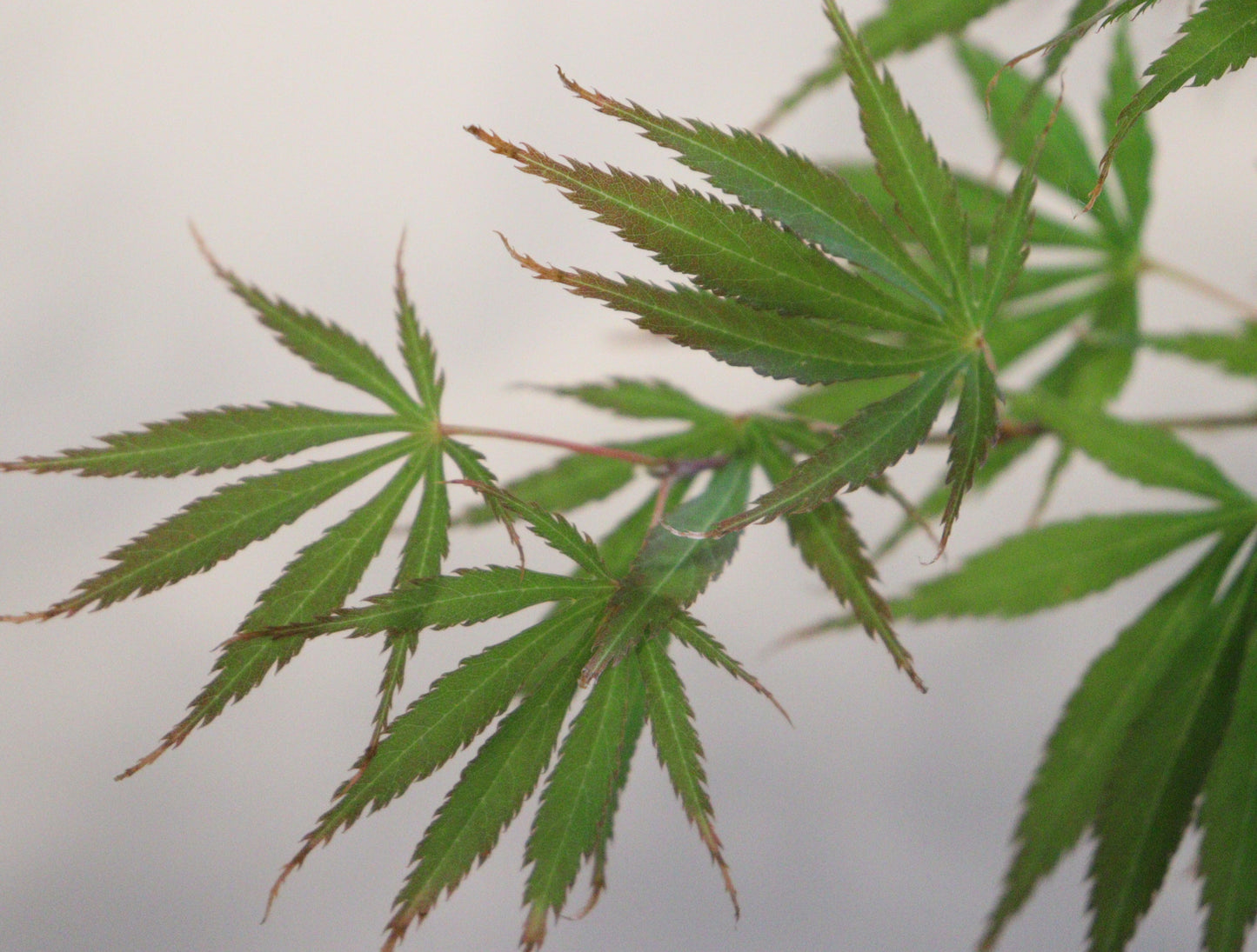 Acer palmatum 'Fascination'