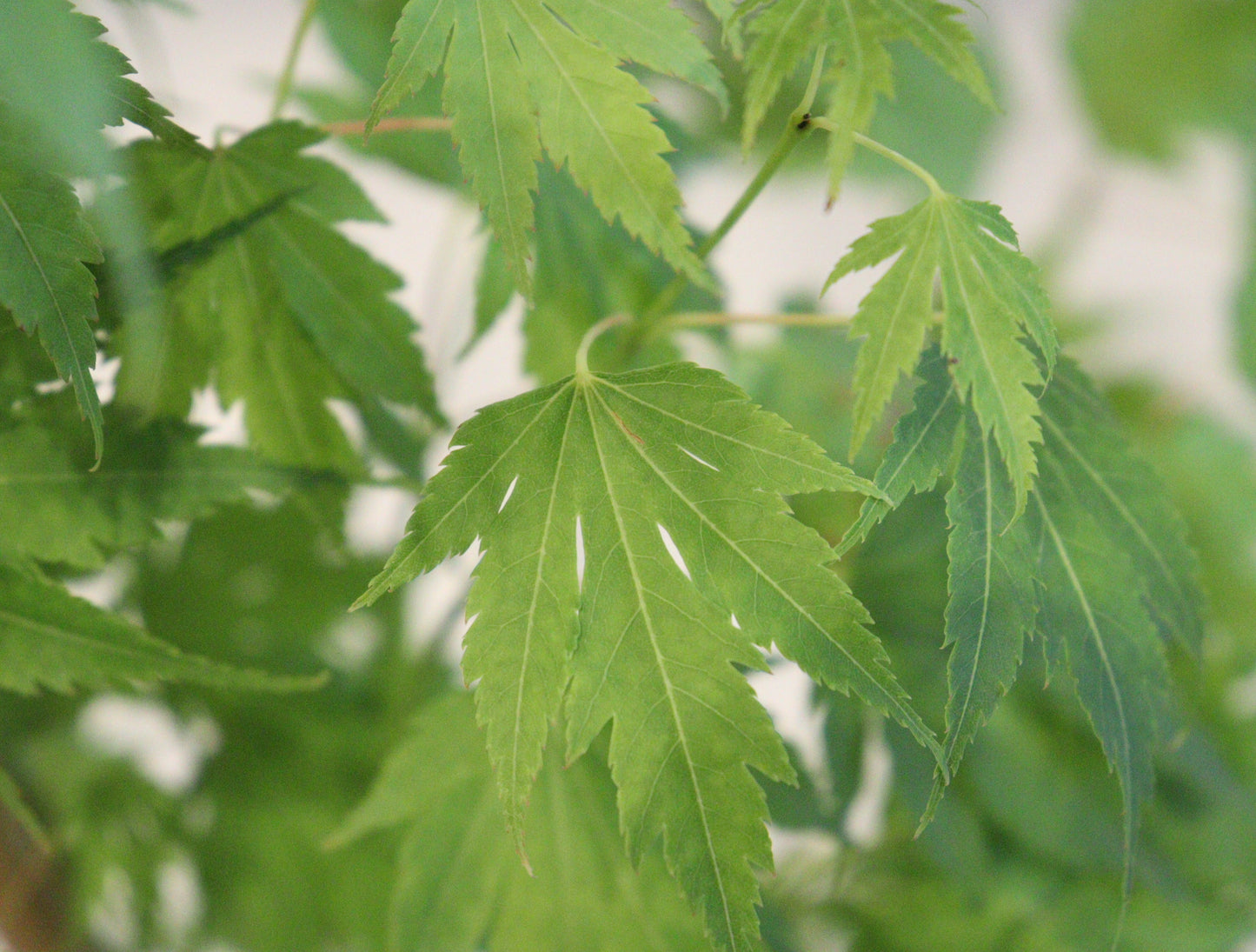 Acer palmatum Mimaye