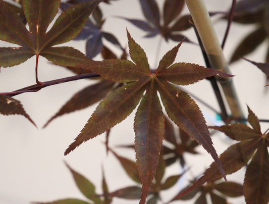 Acer palmatum Ariake nomura