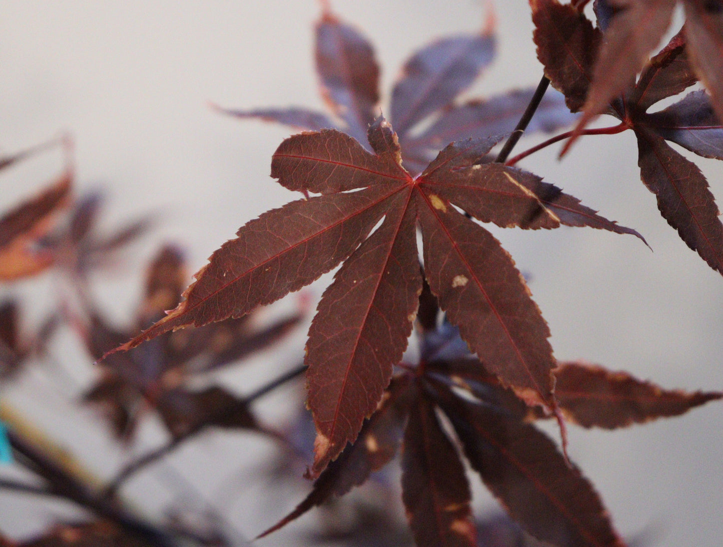 Acer palmatum Shojo