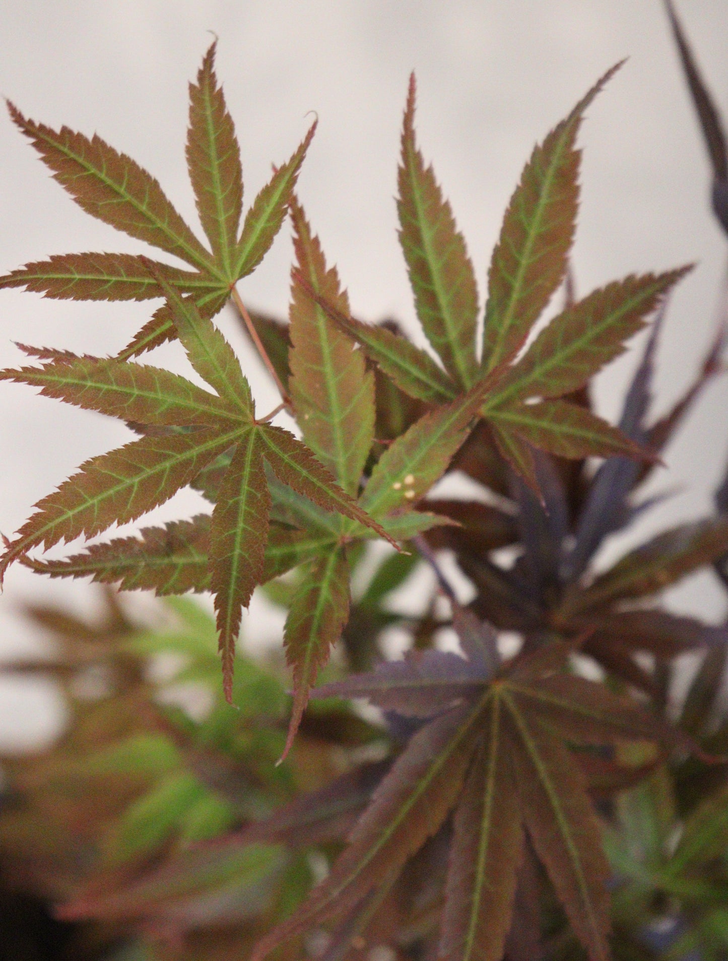Acer palmatum Pixie