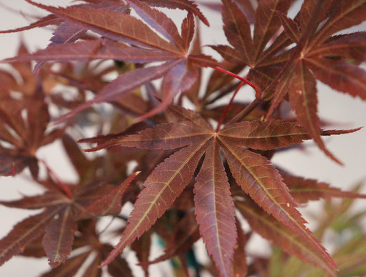 Acer palmatum Pixie