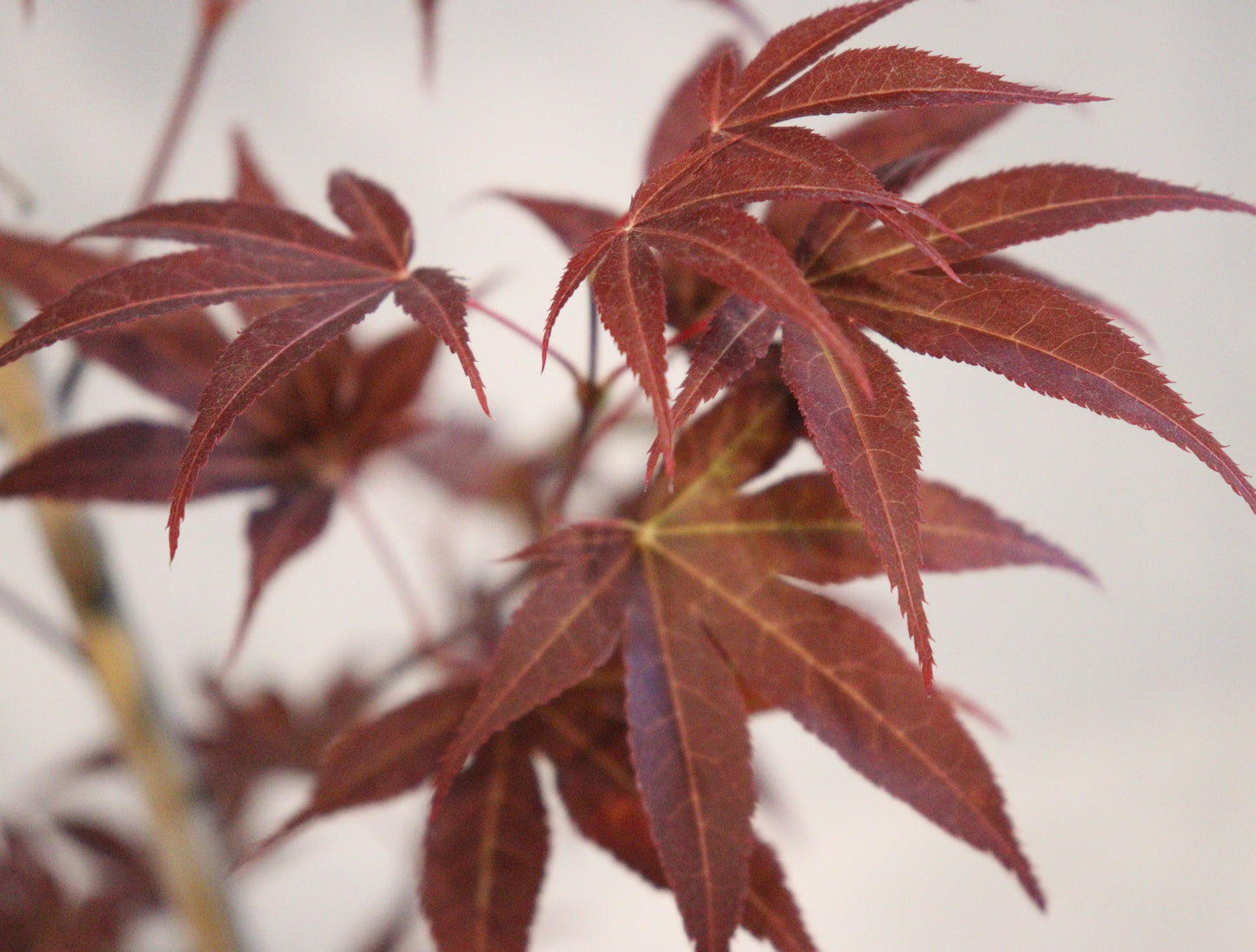 Acer palmatum Yezo nishiki