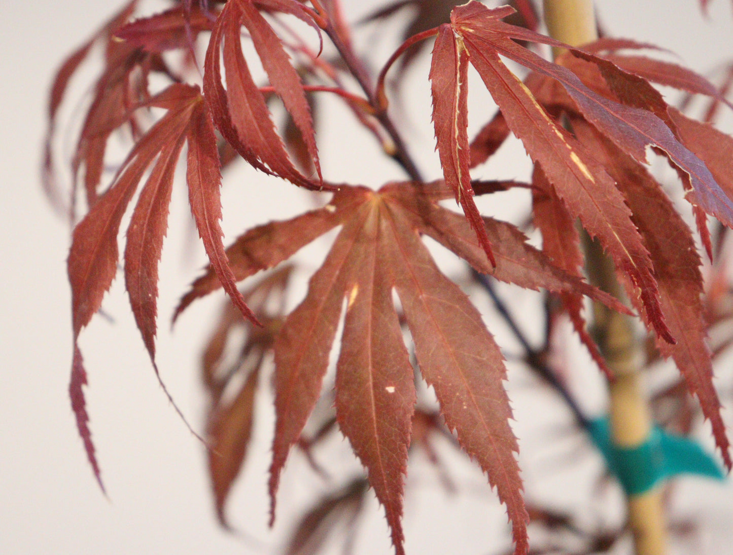 Acer palmatum Oregon Sunset