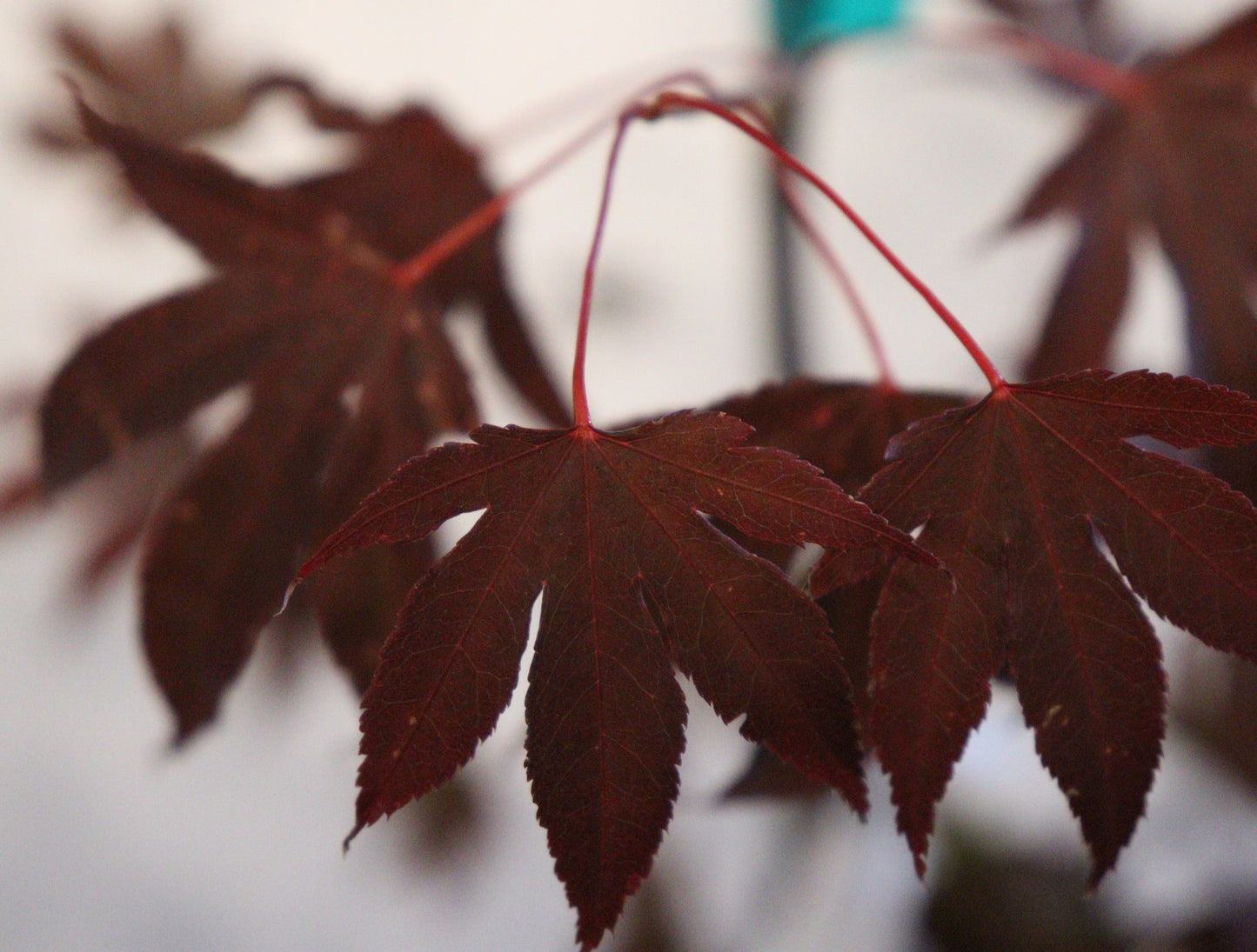 Acer palmatum Adrian's Compact