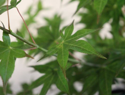Acer palmatum Tsuma-gaki
