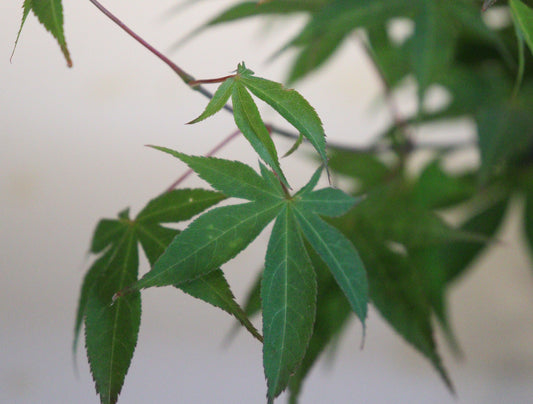 Acer Palmatum 'Osakazuki'