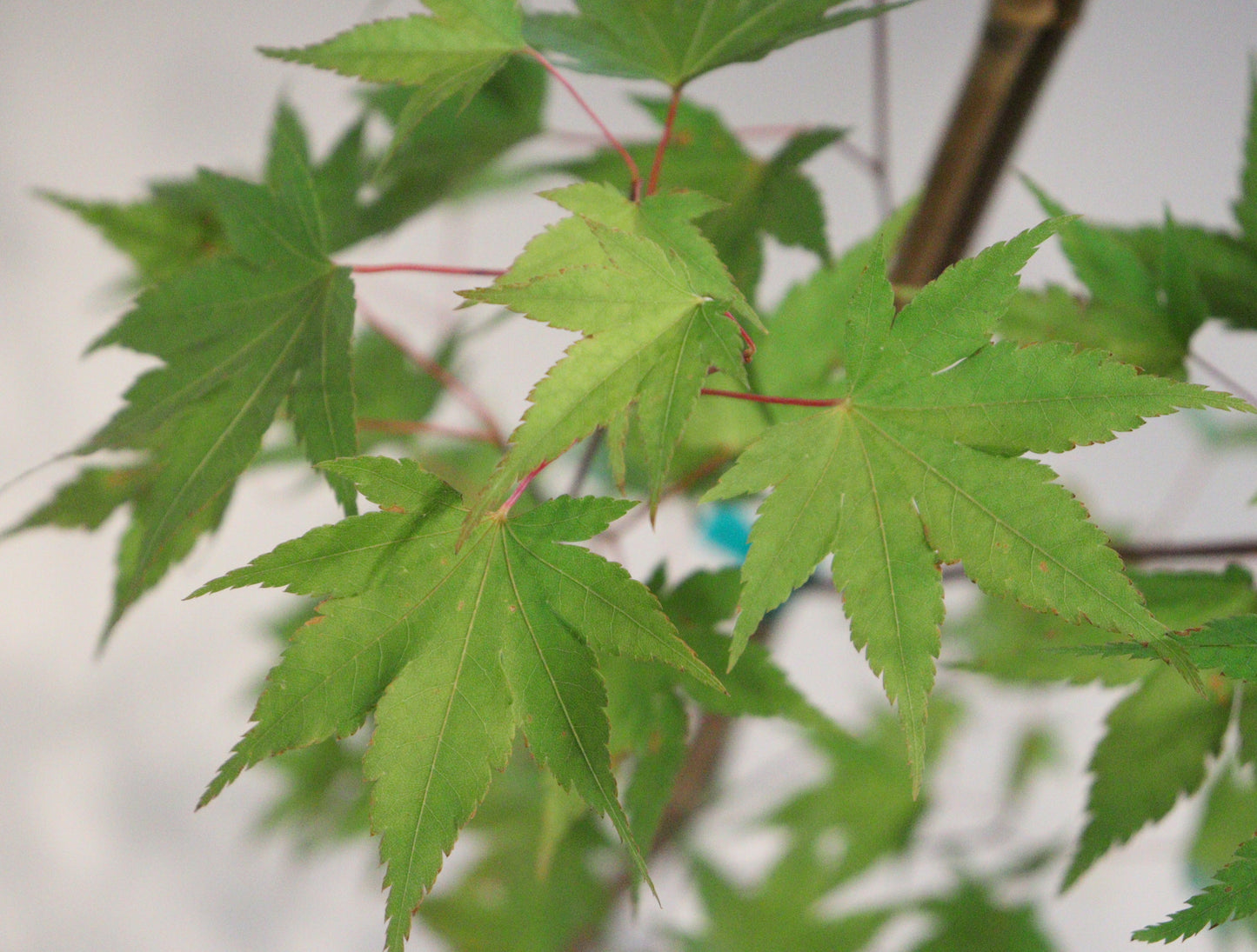 Acer palmatum Limelight