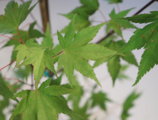 Acer palmatum Limelight