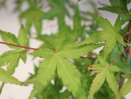 Acer palmatum Mizuho beni