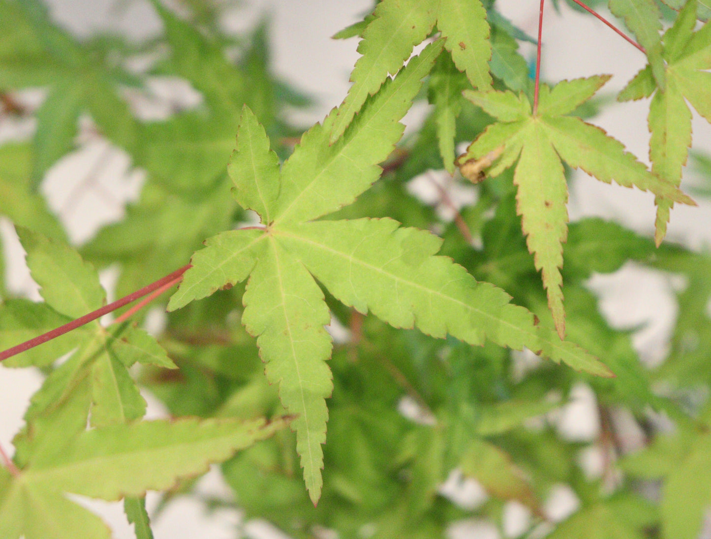 Acer palmatum Mizuho beni